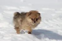 Feather, a female Pomeranian for sale in Grand Rapids, MI – Photo 4 of 5