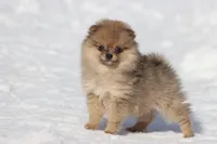 Feather, a female Pomeranian for sale in Grand Rapids, MI – Photo 1 of 5