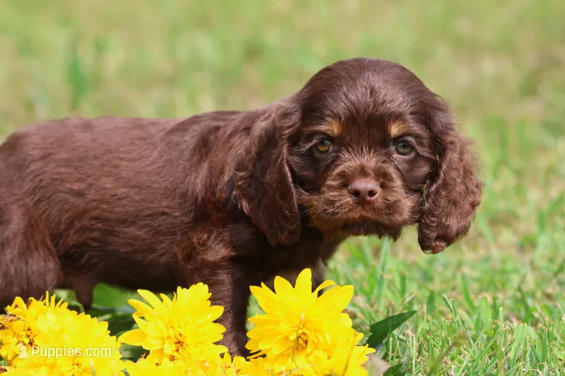 Willy Wonka – Cocker Spaniel, Cavalier King Charles Spaniel puppy for sale in Grand Rapids, MI