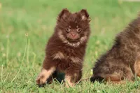 Brownies, a female Pomeranian for sale in Grand Rapids, MI – 5 of 6