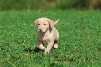 Lemon Tarts AKC , a female Labrador Retriever for sale in Grand Rapids, MI – 5 of 5