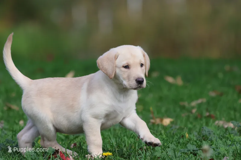 Banana Cream Pie AKC – Labrador Retriever puppy for sale in Grand Rapids, MI