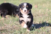 Nala , a female Australian Shepherd and Bernese Mountain Dog for sale in Grand Rapids, MI – Photo 2 of 5