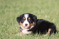 Nala , a female Australian Shepherd and Bernese Mountain Dog for sale in Grand Rapids, MI – Photo 5 of 5