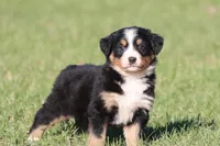 Nala , a female Australian Shepherd and Bernese Mountain Dog for sale in Grand Rapids, MI – Photo 4 of 5