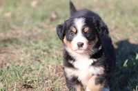 Nala , a female Australian Shepherd and Bernese Mountain Dog for sale in Grand Rapids, MI – Photo 3 of 5