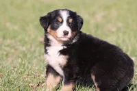 Nala , a female Australian Shepherd and Bernese Mountain Dog for sale in Grand Rapids, MI – Photo 1 of 5