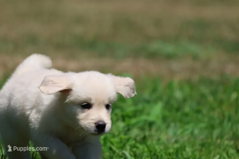 Cupcake – Golden Retriever, English Cream Golden Retriever puppy for sale in Grand Rapids, MI