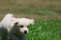 Cupcake, a female Golden Retriever and English Cream Golden Retriever for sale in Grand Rapids, MI – 1 of 6