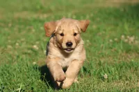 Mercedes , a female Golden Retriever and Miniature Golden Retriever for sale in Grand Rapids, MI – 2 of 6