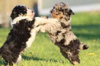Fruit Loops, a female Aussiedoodle and Miniature Aussiedoodle for sale in Grand Rapids, MI – Photo 4 of 5