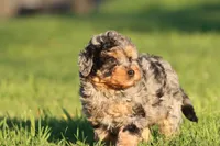 Fruit Loops, a female Aussiedoodle and Miniature Aussiedoodle for sale in Grand Rapids, MI – Photo 1 of 5