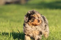 Fruit Loops, a female Aussiedoodle and Miniature Aussiedoodle for sale in Grand Rapids, MI – Photo 5 of 5
