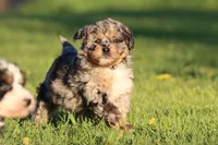 Fruit Loops, a female Aussiedoodle and Miniature Aussiedoodle for sale in Grand Rapids, MI – Photo 3 of 5