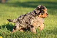Fruit Loops, a female Aussiedoodle and Miniature Aussiedoodle for sale in Grand Rapids, MI – Photo 2 of 5