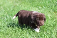 Angel, a female Newfoundland for sale in Grand Rapids, MI – 2 of 6
