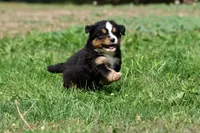 Darth Vader , a male Australian Shepherd and Bernese Mountain Dog for sale in Grand Rapids, MI – 5 of 6