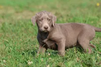 T-Rex AKC , a male Labrador Retriever for sale in Grand Rapids, MI – 2 of 4