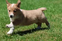 Jersey, a male Pembroke Welsh Corgi for sale in Grand Rapids, MI – 2 of 4