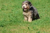 Cotton Candy, a female Miniature Bernedoodle for sale in Grand Rapids, MI – 5 of 5