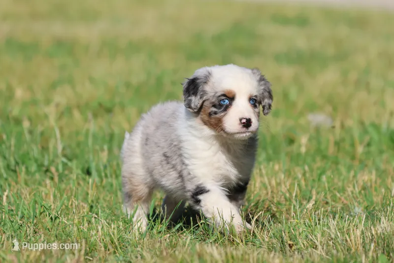 Skylar – Aussiedoodle, Bernedoodle puppy for sale in Grand Rapids, MI