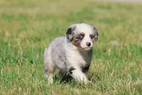 Skylar, a male Aussiedoodle and Bernedoodle for sale in Grand Rapids, MI – 1 of 5