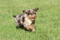 Chocolate Chips, a male Miniature Bernedoodle for sale in Grand Rapids, MI – 3 of 6