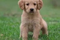 Molly AKC , a female Golden Retriever for sale in Grand Rapids, MI – 2 of 4