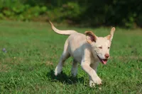 Sunny AKC , a male Labrador Retriever for sale in Grand Rapids, MI – 7 of 7