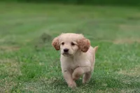Oliver AKC, a male Golden Retriever for sale in Grand Rapids, MI – 5 of 5