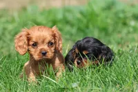 Pemberley AKC, a male Cavalier King Charles Spaniel for sale in Grand Rapids, MI – 4 of 5