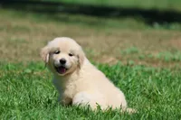 Darling, a female Golden Retriever and English Cream Golden Retriever for sale in Grand Rapids, MI – 5 of 5