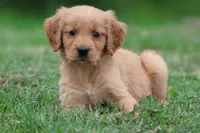 Reese AKC , a male Golden Retriever for sale in Grand Rapids, MI – 3 of 5