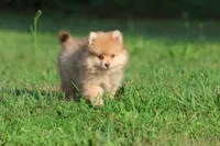 Sir Fox AKC, a male Pomeranian for sale in Grand Rapids, MI – 6 of 6