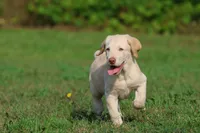Sunny AKC , a male Labrador Retriever for sale in Grand Rapids, MI – 4 of 7