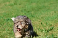 Slushy , a male Miniature Bernedoodle for sale in Grand Rapids, MI – 3 of 5