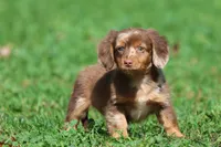 Oscar , a male Dachshund and Miniature Dachshund for sale in Grand Rapids, MI – 7 of 7