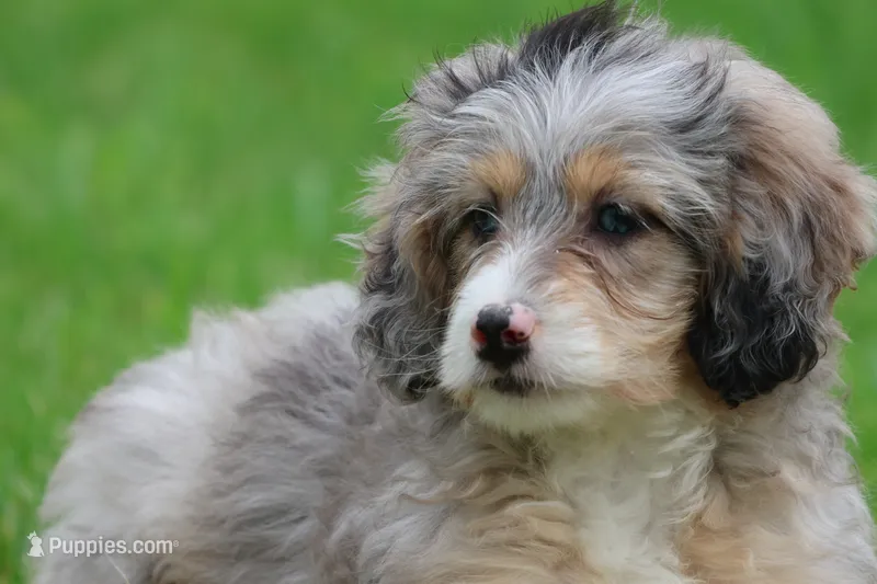 Sweet Tart – Miniature Bernedoodle puppy for sale in Grand Rapids, MI
