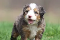 Blueberry Cheesecake, a female Bernedoodle and Miniature Bernedoodle for sale in Grand Rapids, MI – 3 of 3