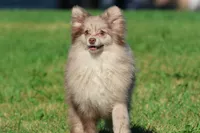 Buddy AKC , a male Pomeranian for sale in Grand Rapids, MI – 2 of 4