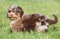 Chocolate Chips, a male Miniature Bernedoodle for sale in Grand Rapids, MI – 5 of 6