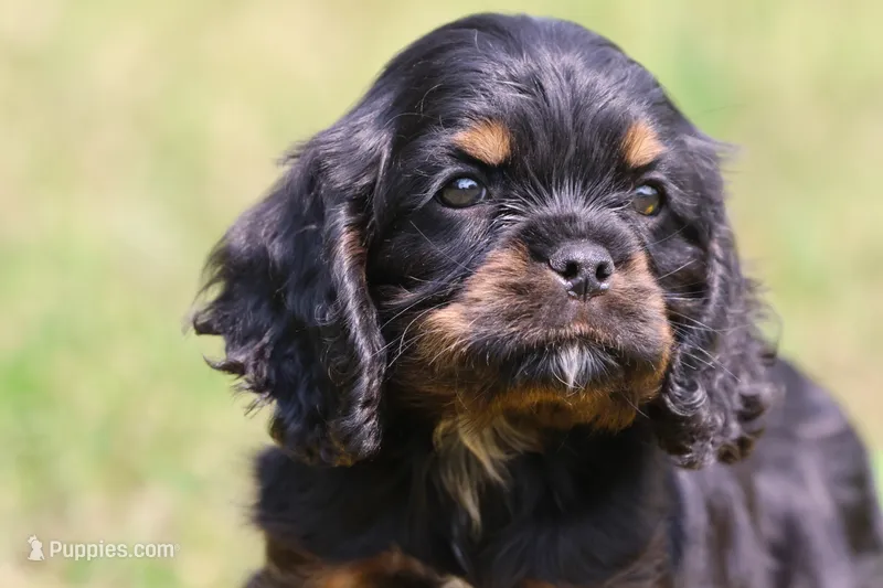 Sally – Cocker Spaniel, Cavalier King Charles Spaniel puppy for sale in Grand Rapids, MI