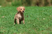 Trinity AKC , a female Golden Retriever for sale in Grand Rapids, MI – 5 of 6
