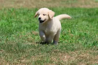 True Love, a female Golden Retriever and English Cream Golden Retriever for sale in Grand Rapids, MI – 6 of 7