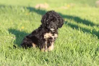 Musketeers , a male Miniature Aussiedoodle for sale in Grand Rapids, MI – 4 of 5