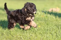 Musketeers , a male Miniature Aussiedoodle for sale in Grand Rapids, MI – 2 of 5