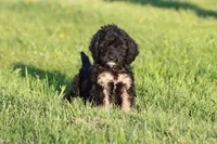 Musketeers , a male Miniature Aussiedoodle for sale in Grand Rapids, MI – 5 of 5