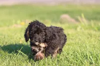 Musketeers , a male Miniature Aussiedoodle for sale in Grand Rapids, MI – 3 of 5