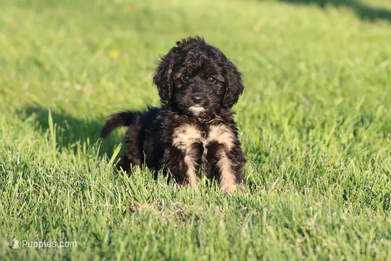 Musketeers  – Miniature Aussiedoodle puppy for sale in Grand Rapids, MI