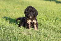 Musketeers , a male Miniature Aussiedoodle for sale in Grand Rapids, MI – 1 of 5